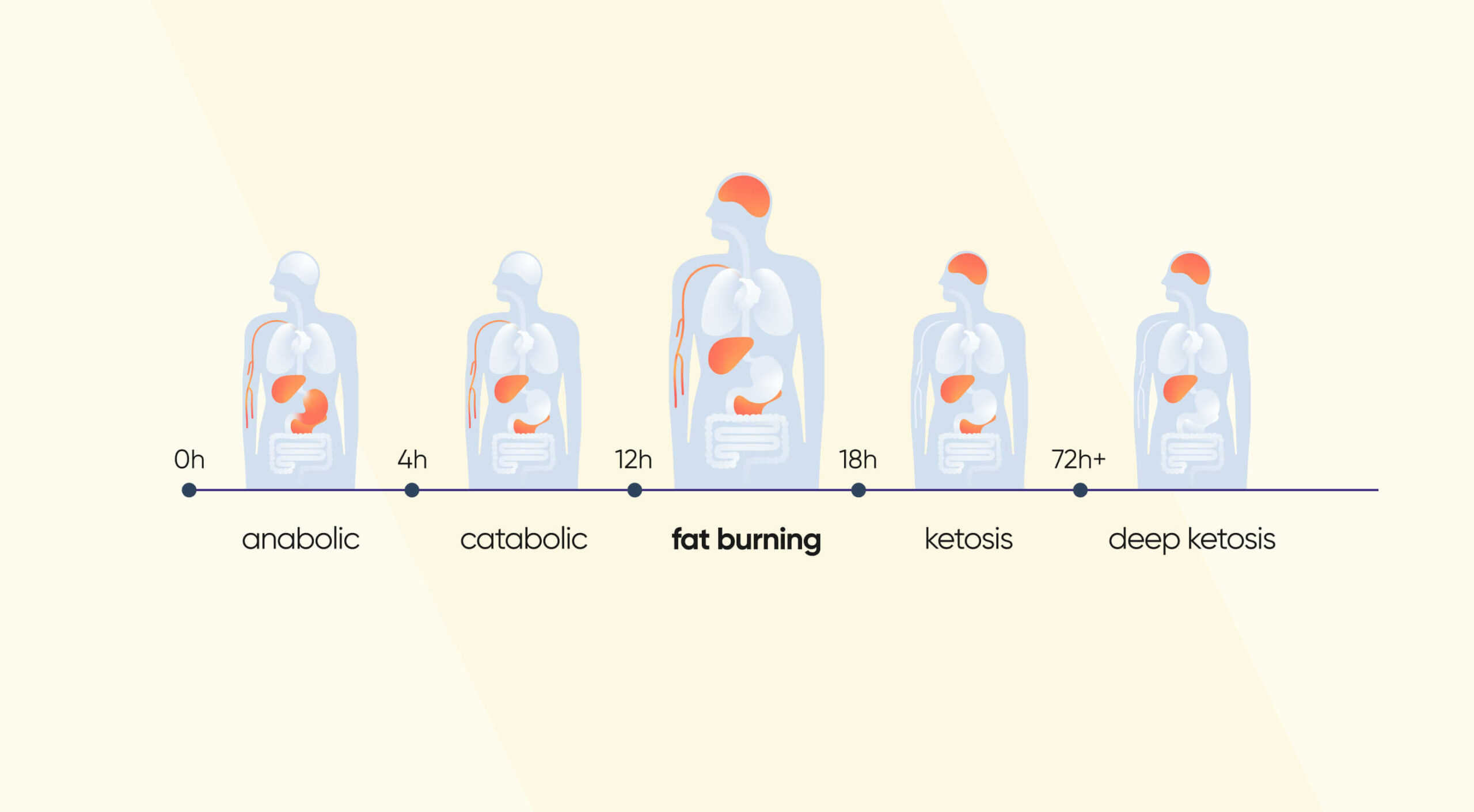 Stages of Fasting by Hour and Fat Burning Stage